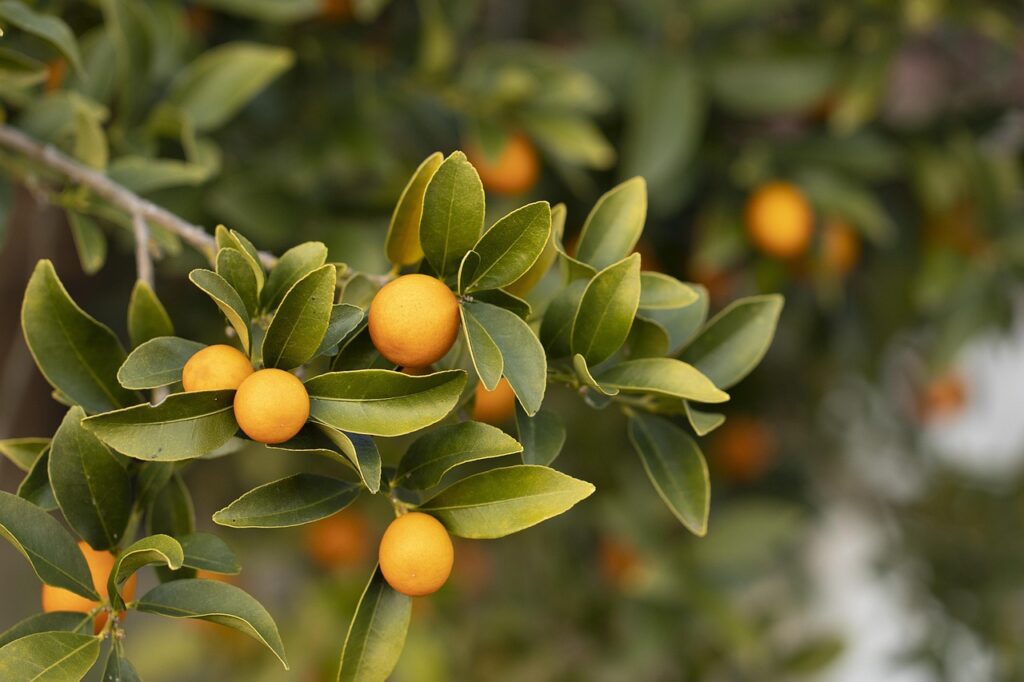 Satsuma 1024x682