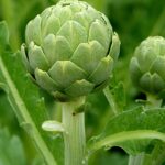 Hepatoburn Review: Does It Really Support Liver Health & Fat Burning? Artichoke