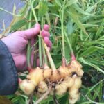 Hepatoburn Review: Does It Really Support Liver Health & Fat Burning? Ginger Root