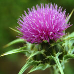 Hepatoburn Review: Does It Really Support Liver Health & Fat Burning? Milk Thistle